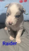 Raider, a male Australian Shepherd for sale in Keota, OK – 2 of 3