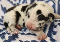Harlequin Boy , a male Great Dane for sale in Allendale, MI – 2 of 4