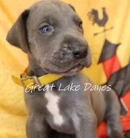 Yellow Collar Girl , a female Great Dane for sale in Allendale, MI – 2 of 4