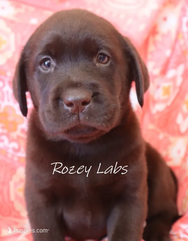 AKC English Chocolate Female  – Labrador Retriever puppy for sale in Allendale, MI