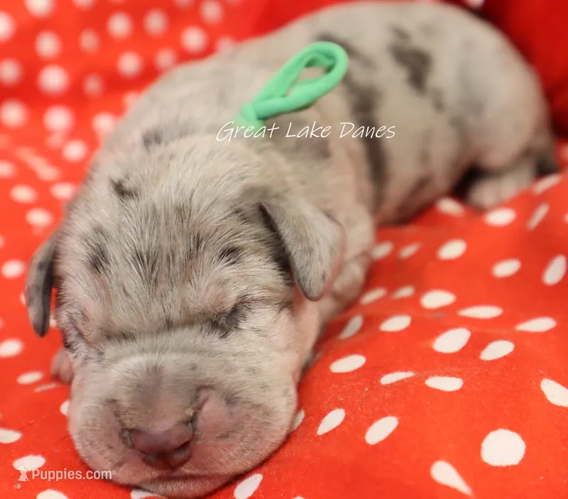 Merle Boy Green Collar