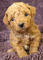 Cinnamons Yellow Boy , a male Poodle - Toy  for sale in Allendale, MI – 2 of 2