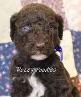 Blue Boy-- Mary Jane , a male Poodle - Standard  for sale in Allendale, MI – 4 of 4