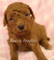 Apricot's Yellow Collar Girl , a female Poodle - Toy  for sale in Allendale, MI – 3 of 5