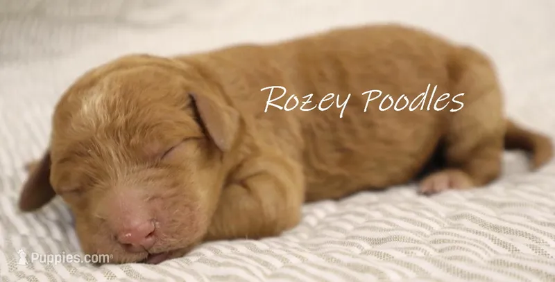 Dior's Red Collar Girl  – Poodle - Standard  puppy for sale in Allendale, MI
