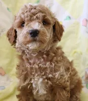 Papaya's Blue Boy , a male Poodle - Toy  for sale in Allendale, MI – 4 of 4