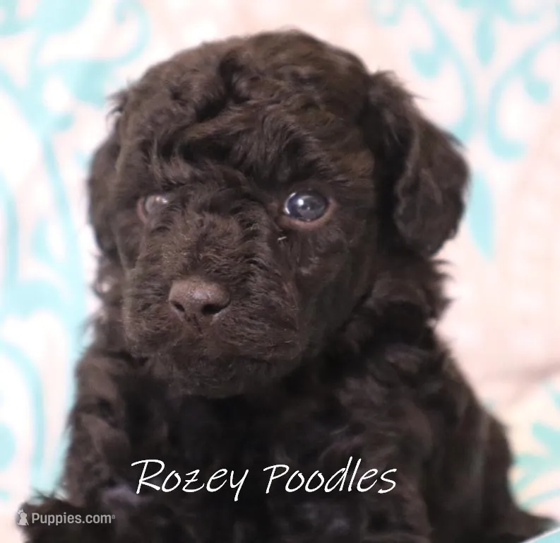 Black Boy  – Poodle - Toy  puppy for sale in Allendale, MI