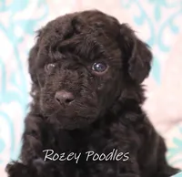 Black Boy , a male Poodle - Toy  for sale in Allendale, MI – 1 of 3