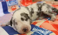Blue Harlequin Boy , a male Great Dane for sale in Allendale, MI – 1 of 1