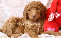 DIOR'S RED COLLAR, a male Poodle - Standard  for sale in Allendale, MI – Photo 4 of 5