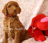 DIOR'S RED COLLAR, a male Poodle - Standard  for sale in Allendale, MI – Photo 2 of 5