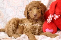 DIOR'S RED COLLAR, a male Poodle - Standard  for sale in Allendale, MI – Photo 5 of 5