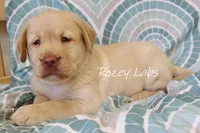 English Yellow, a male Labrador Retriever for sale in Allendale, MI – 7 of 8