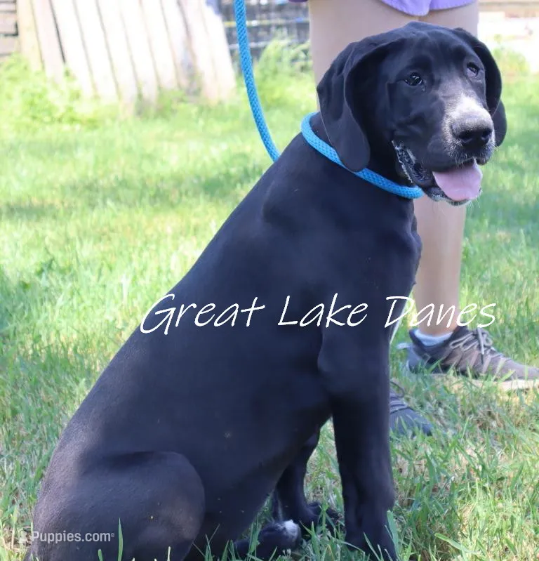 Sue  – Great Dane puppy for sale in Allendale, MI