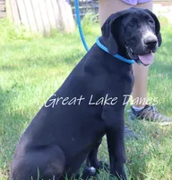 Sue , a female Great Dane for sale in Allendale, MI – 1 of 6