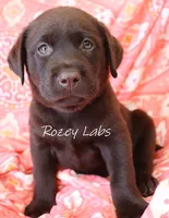English Chocolate Lab Male , a male Labrador Retriever for sale in Allendale, MI – 7 of 9