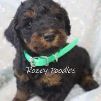 Phantom green boy fiona, a male Poodle - Miniature  for sale in Allendale, MI – Photo 3 of 4