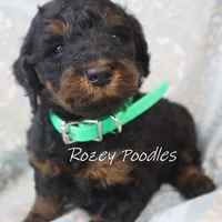 Phantom green boy fiona, a male Poodle - Miniature  for sale in Allendale, MI – Photo 4 of 4