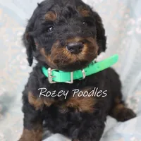 Phantom green boy fiona, a male Poodle - Miniature  for sale in Allendale, MI – Photo 2 of 4