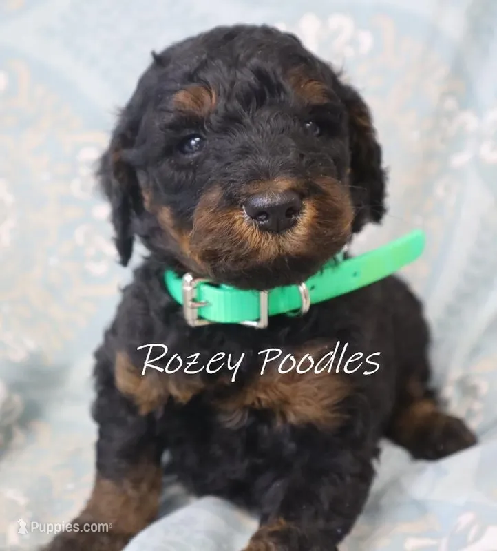 Phantom Moyen green boy fiona