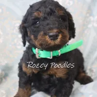 Phantom green boy fiona, a male Poodle - Miniature  for sale in Allendale, MI – Photo 1 of 4