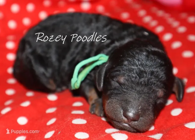 Phantom Moyen green boy fiona