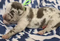 Blue Harlequin-- Green Boy , a male Great Dane for sale in Allendale, MI – 2 of 3