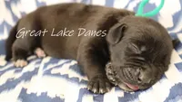 Black Girl , a female Great Dane for sale in Allendale, MI – 3 of 4