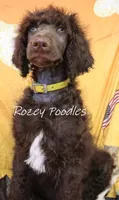 Yellow Boy-- Mary Jane , a male Poodle - Standard  for sale in Allendale, MI – 5 of 6