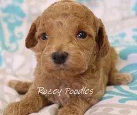 Blue Collar Boy Cherry Pup , a male Poodle - Toy  for sale in Allendale, MI – 3 of 4