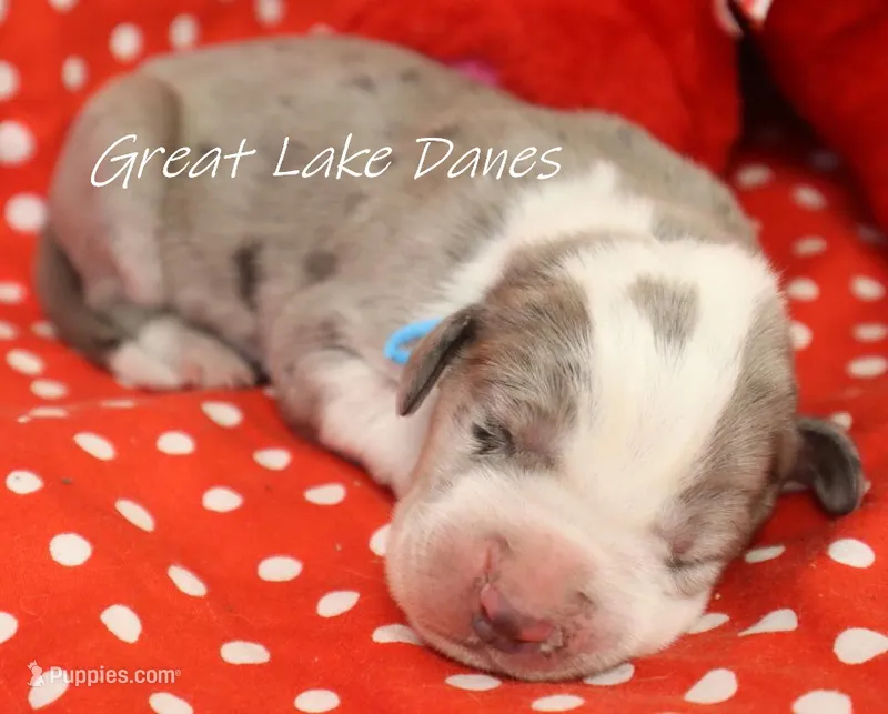 Merle Boy Blue Collar