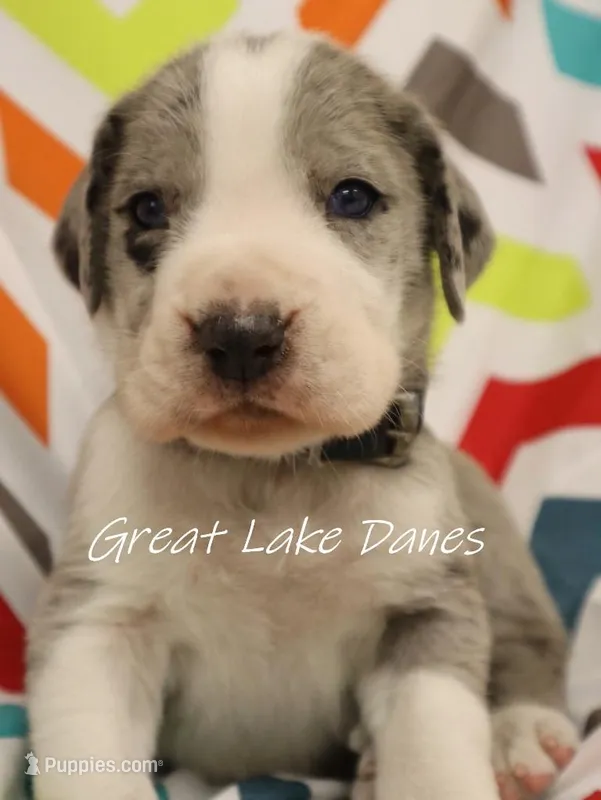 Merle Boy Blue Collar