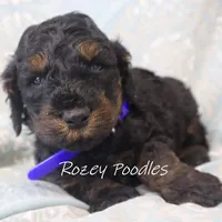 Phantom Blue Boy Fiona, a male Poodle - Miniature  for sale in Allendale, MI – Photo 3 of 6