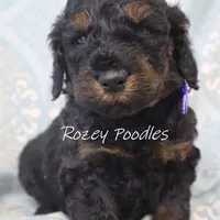 Phantom Blue Boy Fiona, a male Poodle - Miniature  for sale in Allendale, MI – Photo 5 of 6