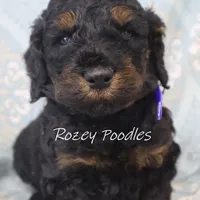 Phantom Blue Boy Fiona, a male Poodle - Miniature  for sale in Allendale, MI – Photo 2 of 6