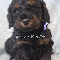 Phantom Blue Boy Fiona, a male Poodle - Miniature  for sale in Allendale, MI – Photo 6 of 6