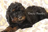 Phantom Blue Boy Fiona, a male Poodle - Miniature  for sale in Allendale, MI – Photo 2 of 4