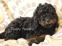 Phantom Blue Boy Fiona, a male Poodle - Miniature  for sale in Allendale, MI – Photo 4 of 4