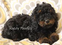 Phantom Blue Boy Fiona, a male Poodle - Miniature  for sale in Allendale, MI – Photo 1 of 4