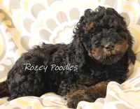 Phantom Blue Boy Fiona, a male Poodle - Miniature  for sale in Allendale, MI – Photo 3 of 4