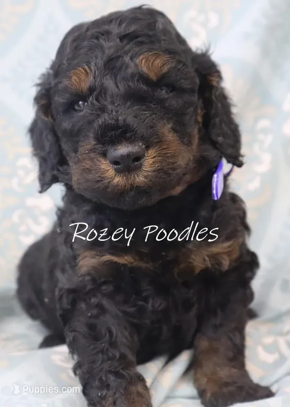 Phantom Moyen Blue Boy Fiona