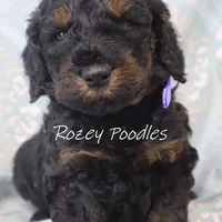 Phantom Blue Boy Fiona, a male Poodle - Miniature  for sale in Allendale, MI – Photo 1 of 6