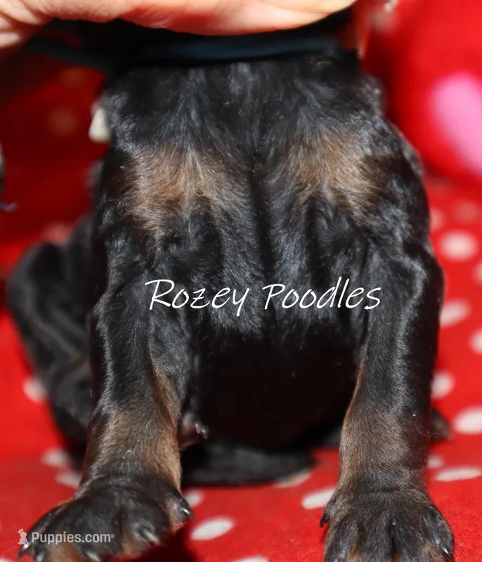 Phantom Moyen Blue Boy Fiona