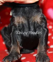 processed/07bccfd1-65b5-4a5e-8e46-1b0d3ae0e638/listing/12b8be44-007c-4d8f-bdd9-318687555dd3/ffb15d17-995a-4b24-9e03-0be4e5503264