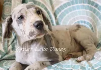 Merle, a female Great Dane for sale in Allendale, MI – 2 of 5