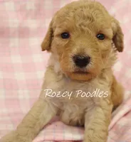 Apricot's Blue Collar Boy , a female Poodle - Toy  for sale in Allendale, MI – 2 of 5