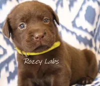 English Chocolate Female , a male Labrador Retriever for sale in Allendale, MI – 8 of 10