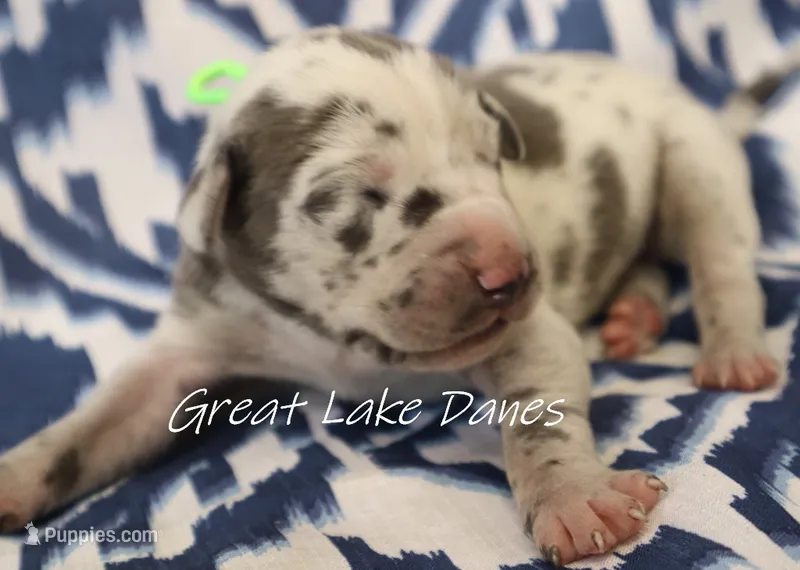 Blue Harlequin-- Green Boy  – Great Dane puppy for sale in Allendale, MI