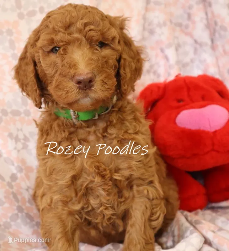 DIOR Green COLLAR boy