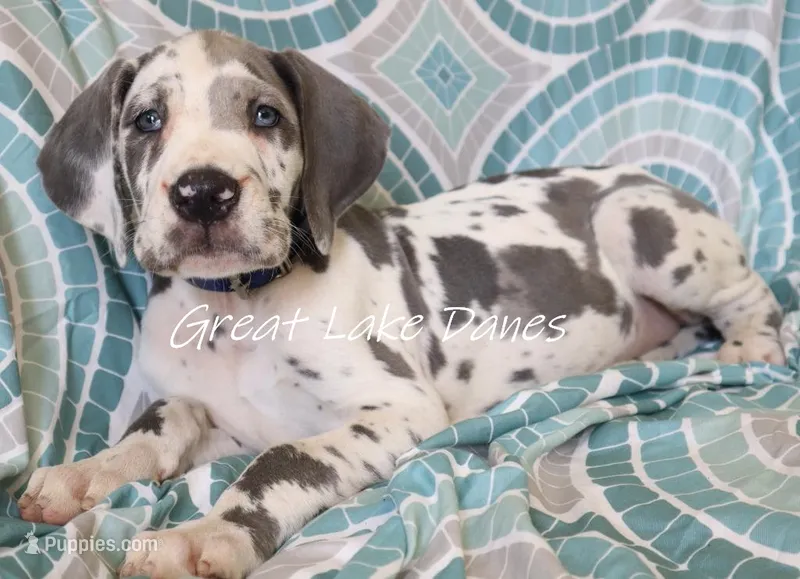 Blue Harlequin Girl  – Great Dane puppy for sale in Allendale, MI